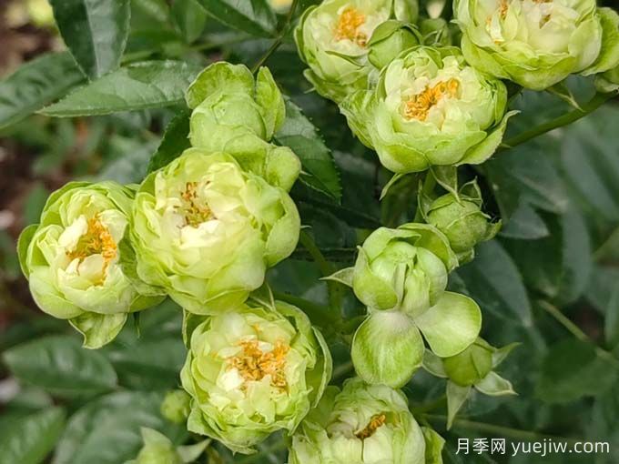 月季推薦，?？巳R爾月季(圖1)