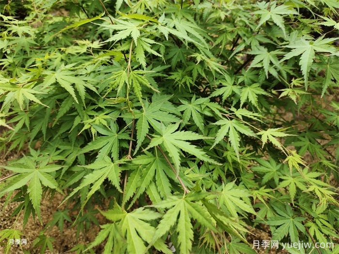 植物中的變色龍，雞爪槭(圖1)