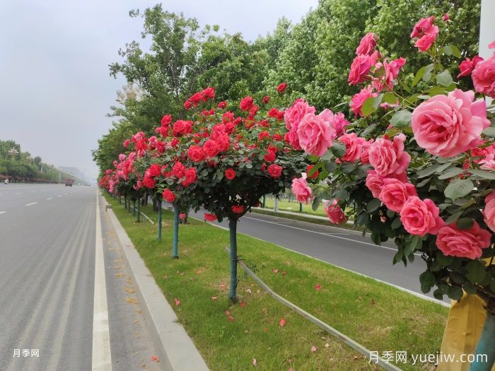 月季界的新寵，樹(shù)狀月季養(yǎng)護(hù)注意事項(xiàng)(圖2)