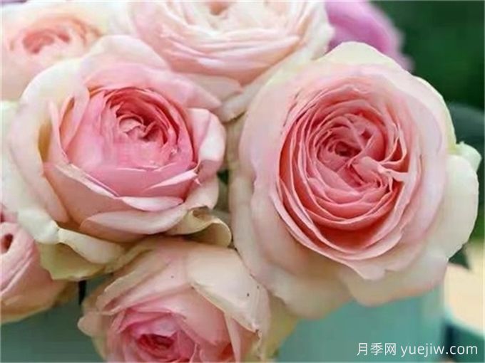 為10區(qū)花友問一下，有跟粉龍差不多的月季品種嗎？(圖6)