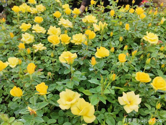 月季花苞太少怎么辦？不聽話，剪它幾下！(圖2)