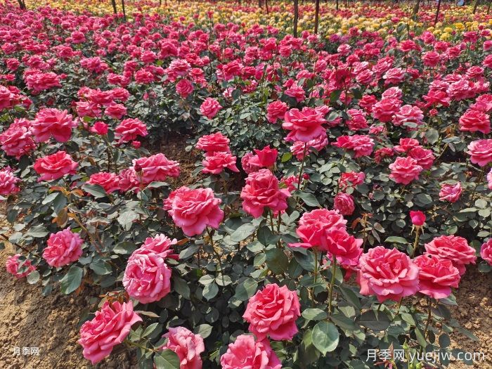月季一年開花次數(shù)？月季花期時間？(圖1)