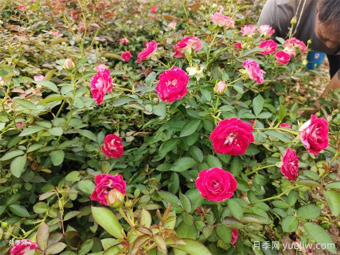 盆栽月季怎么養(yǎng)多開(kāi)花？(圖1)