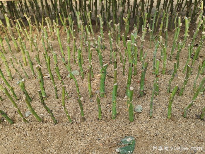 盆栽月季怎么種？(圖2)