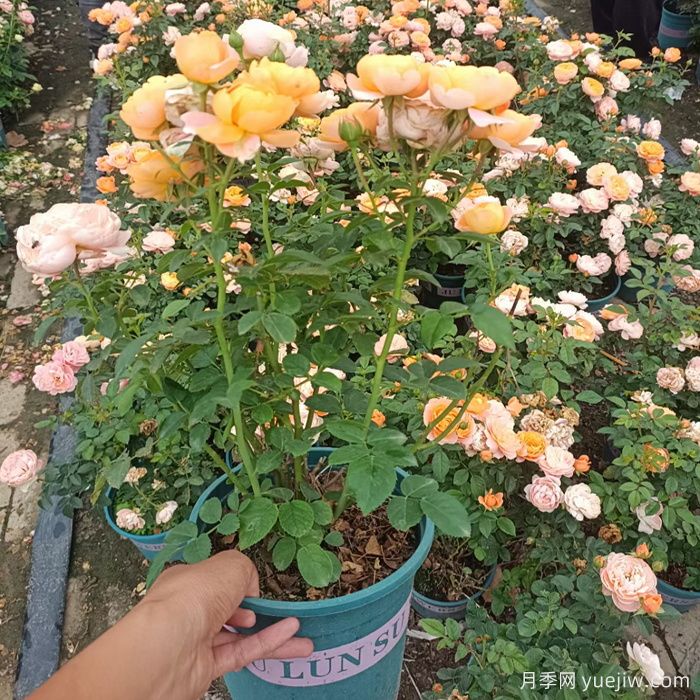 盆栽月季果汁陽(yáng)臺(tái)的修剪和打頂(圖1)