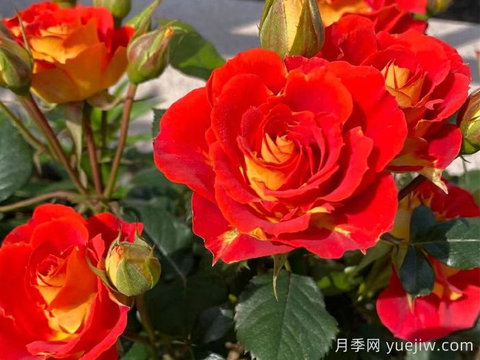 雙魚座陽臺月季/雙魚座月季(圖3)