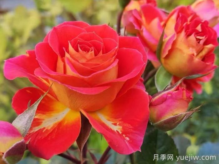 月季介紹之雙魚座陽臺(tái)月季(圖1)