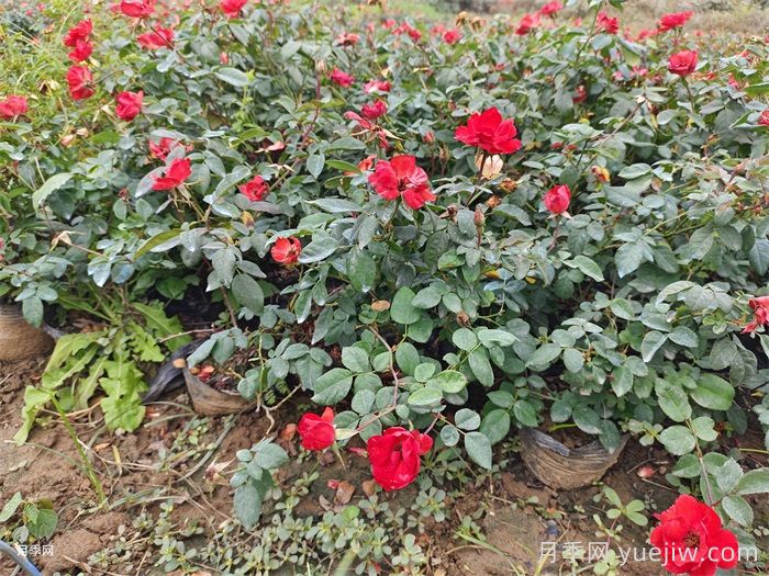 連續(xù)雨天如何給盆栽月季施肥？(圖1)