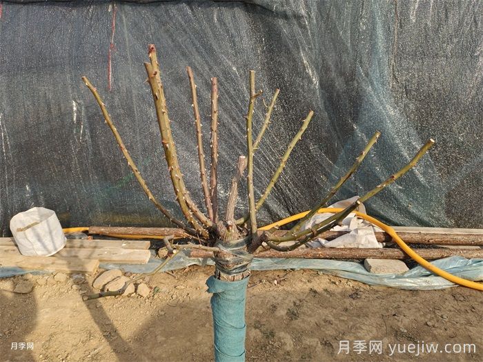 園林月季樹修剪常見問(wèn)題及注意事項(xiàng)(圖3)