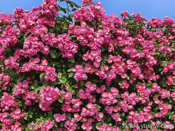 月季花開(kāi)艷滿(mǎn)城，淮安匠心打響市花月季品牌(圖2)