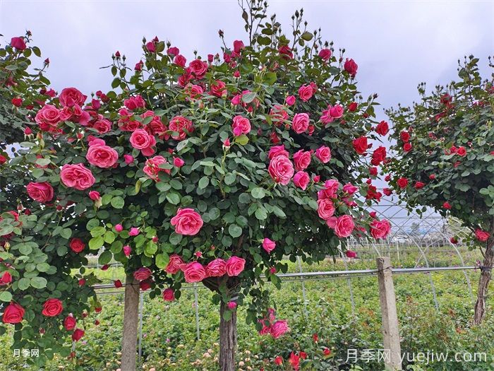 月季花開(kāi)艷滿(mǎn)城，淮安匠心打響市花月季品牌(圖3)