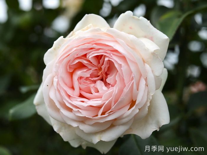 香檳美酒月季，超高顏值勤花芳香(圖1)