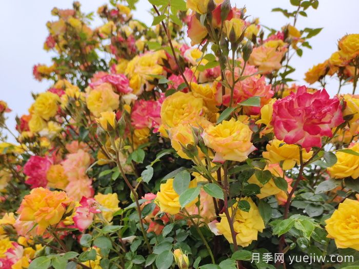 藤彩虹月季(圖4)