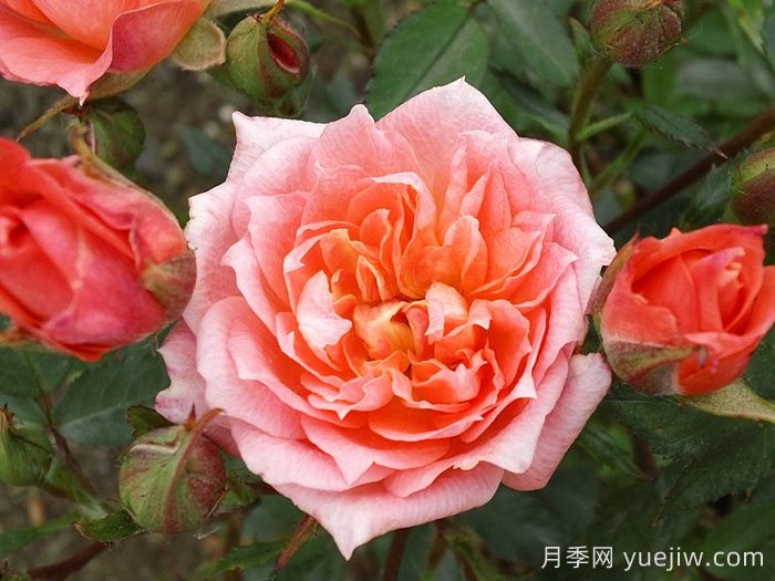 草裙舞女月季(圖5)