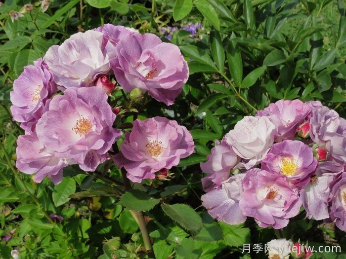 藍(lán)色夢想月季/藍(lán)夢月季(圖4)