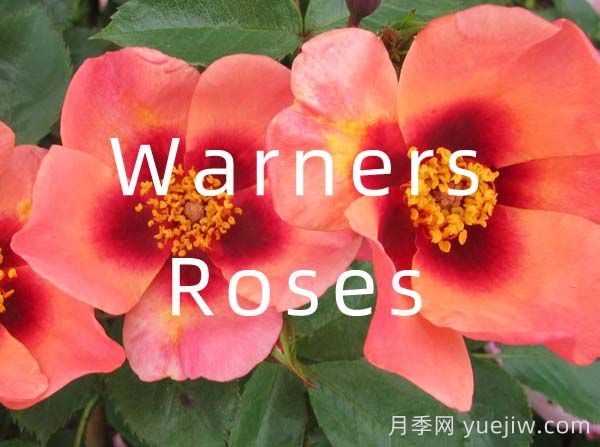 月季育種家：英國(guó)Warners Roses(華納月季苗圃)(圖1)