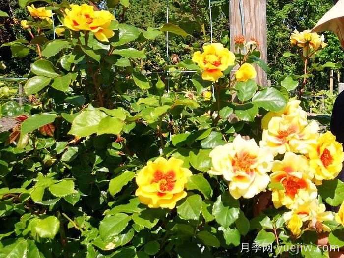 彼得的波斯月季(圖3)