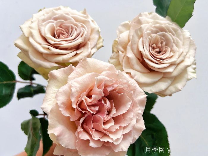 月季推薦，光之翼第九天使月季(圖1)