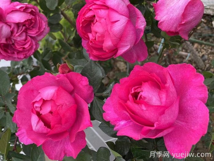 伊芙胭脂香水月季(圖4)
