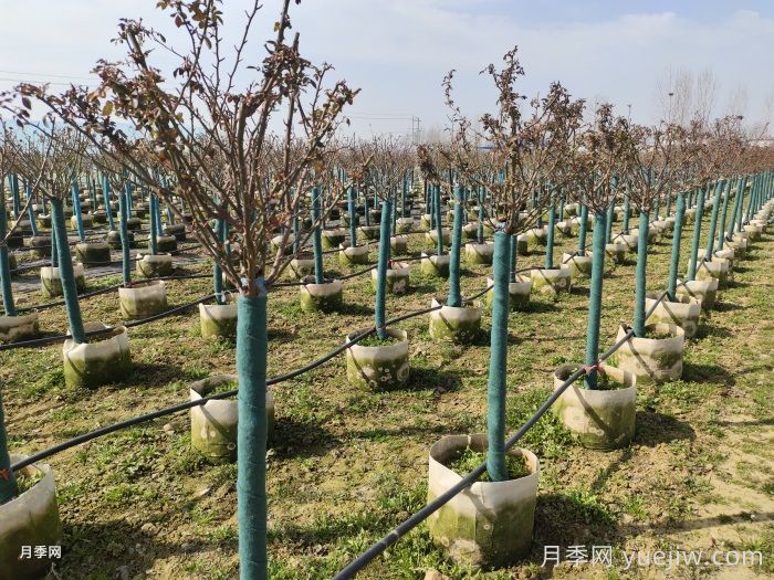 冬天月季發(fā)芽了怎么辦？(圖1)