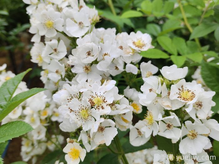 薔薇有什么作用，和月季有什么區(qū)別？(圖2)