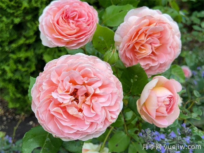 6種復(fù)花能力強的藤本月季，爬藤開花機器(圖2)