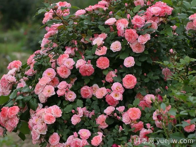 6種復(fù)花能力強的藤本月季，爬藤開花機器(圖4)