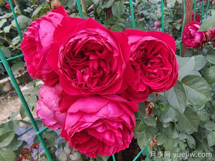 6種復(fù)花能力強的藤本月季，爬藤開花機器(圖5)