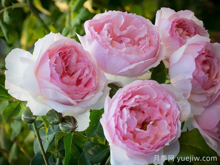 6種復(fù)花能力強的藤本月季，爬藤開花機器(圖3)