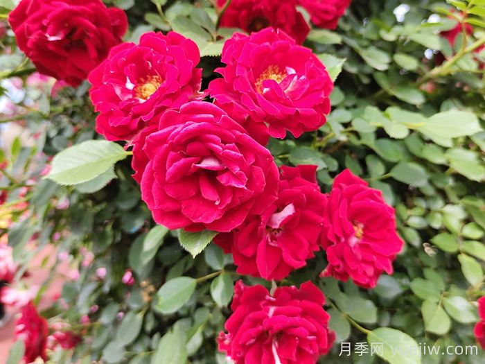 中國古典園林中常栽的五類樹木(圖1)