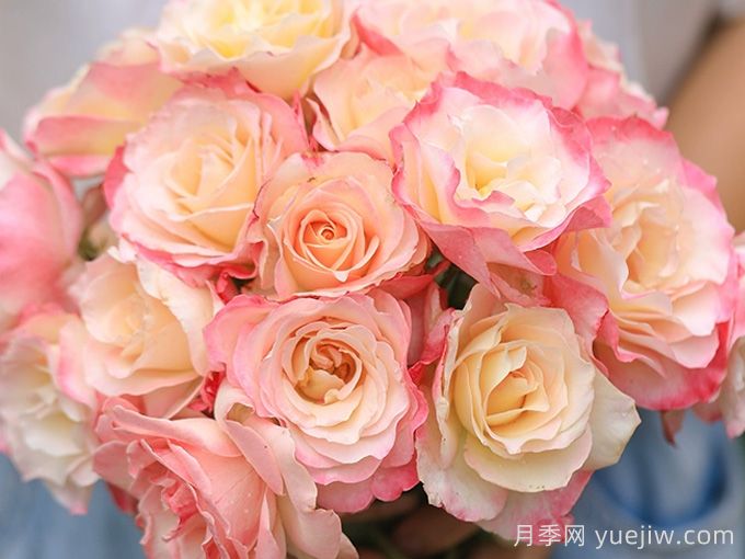 河本純子天使系列月季，顏值擔(dān)當(dāng)溫柔靈動(圖4)