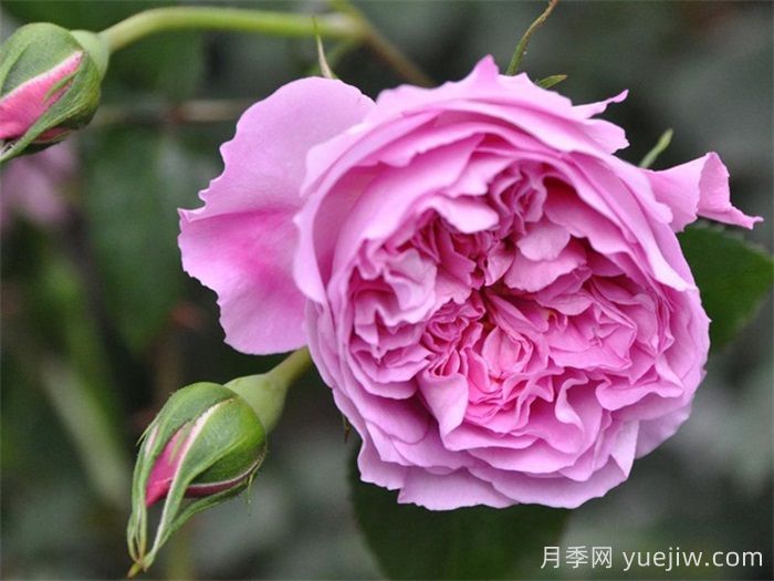 治療天使拉斐爾月季/拉斐爾(圖2)