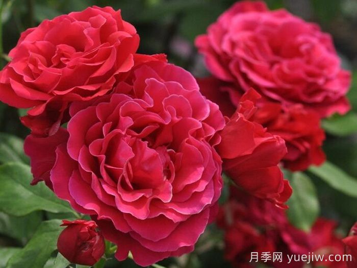 米迦勒大天使月季/天使長月季(圖2)