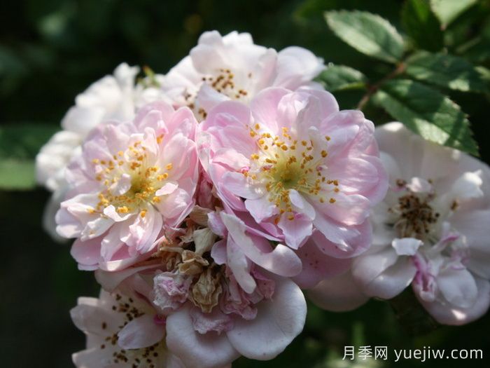 小漫步者月季/寶貝蔓枝/新秀蔓枝(圖3)