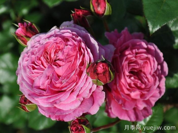 日本河本純子培育有哪些月季品種？(圖1)