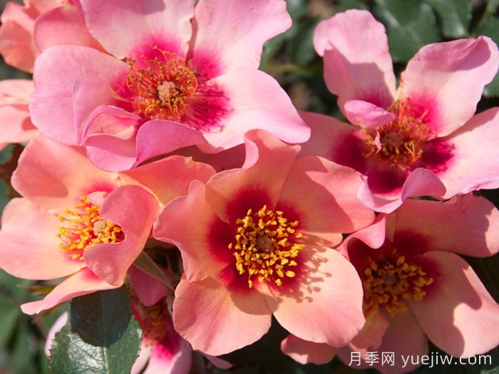 英國皇家園藝學(xué)會(huì)(RHS ROTY)年度月季品種介紹(圖5)