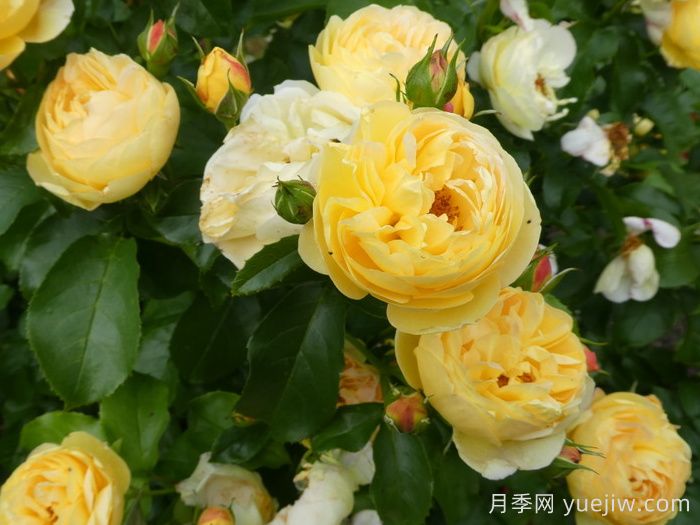 英國皇家園藝學(xué)會(huì)(RHS ROTY)年度月季品種介紹(圖1)