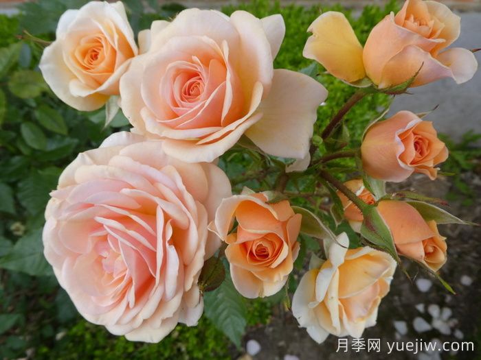 英國皇家園藝學(xué)會(huì)(RHS ROTY)年度月季品種介紹(圖2)