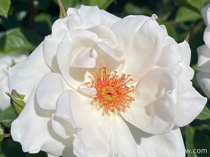 英國皇家園藝學(xué)會(huì)(RHS ROTY)年度月季品種介紹(圖3)