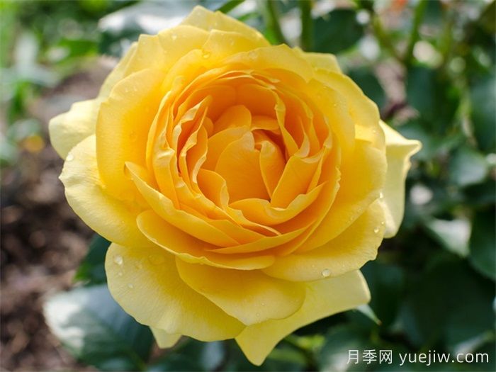 英國皇家園藝學(xué)會(huì)(RHS ROTY)年度月季品種介紹(圖7)