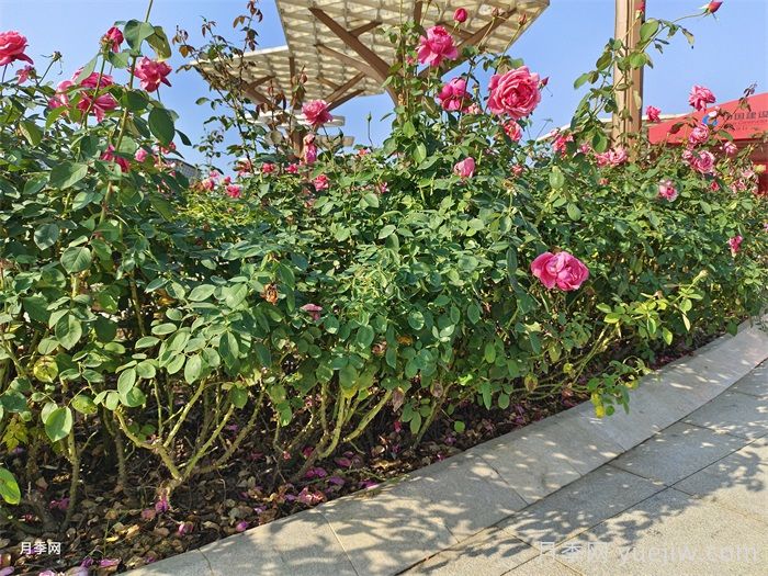 怎樣判斷月季花需要澆水？(圖1)