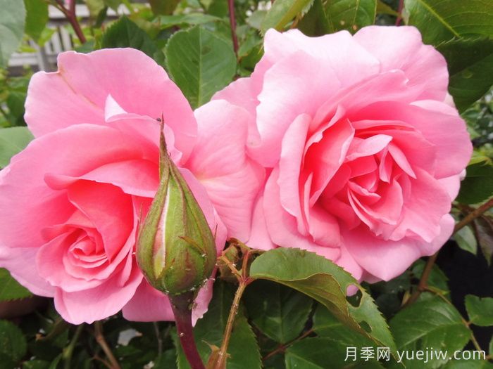 英國皇家園藝學(xué)會(huì)(RHS ROTY)年度月季品種介紹(圖6)