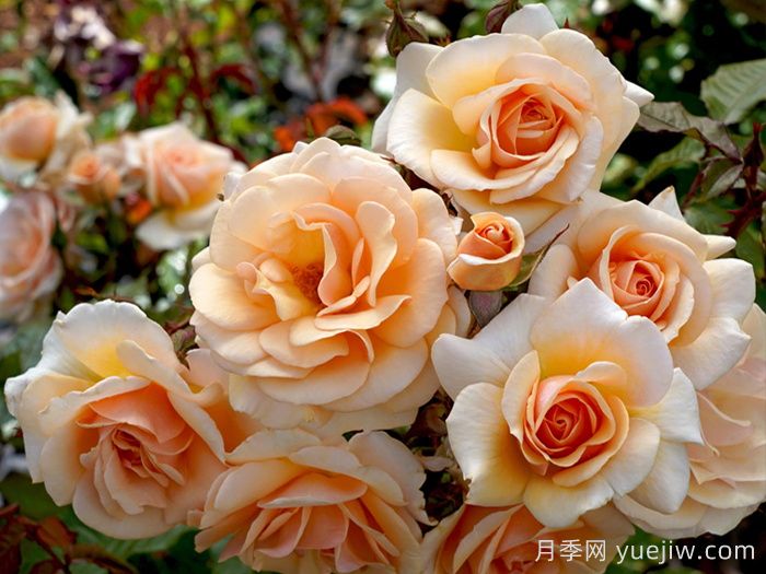 英國皇家園藝學(xué)會年度月季(RHS ROTY)(圖1)