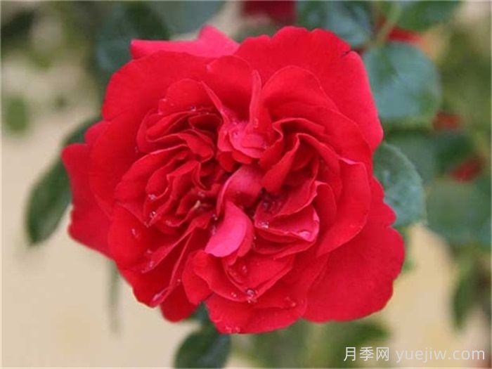 花友決定淘汰4個(gè)月季品種，養(yǎng)花路上你放棄什么？(圖2)