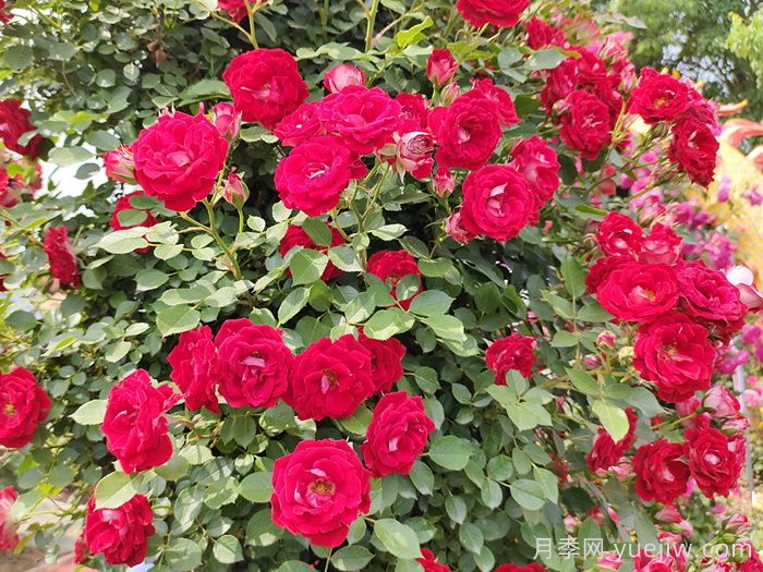 花友決定淘汰4個(gè)月季品種，養(yǎng)花路上你放棄什么？(圖3)