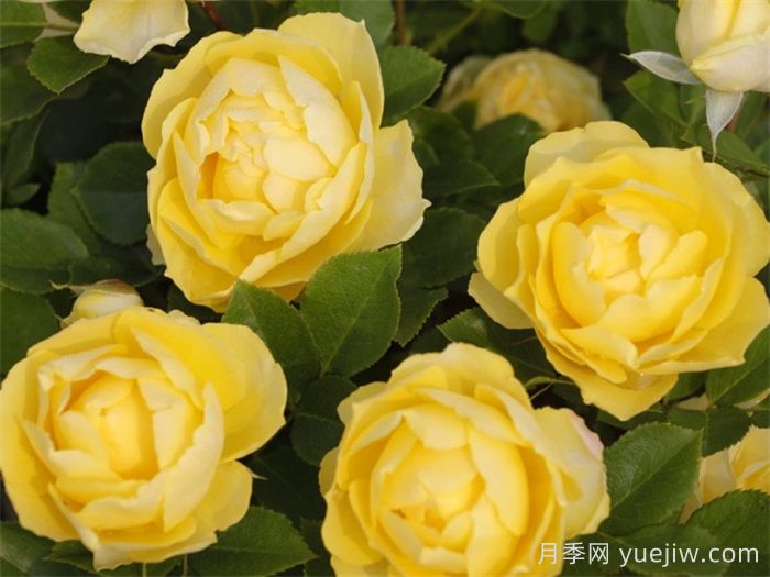 花友決定淘汰4個(gè)月季品種，養(yǎng)花路上你放棄什么？(圖4)
