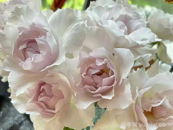 月季推薦，莎菲天使月季(圖1)