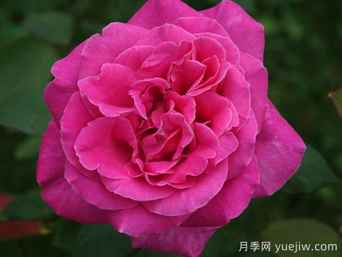 月季推薦，淑女月季(圖1)