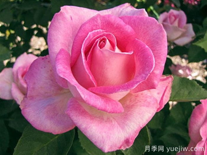 月季推薦，粉色慶典月季(圖1)