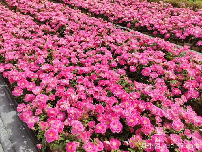 地被植物的養(yǎng)護(hù)月歷(圖1)